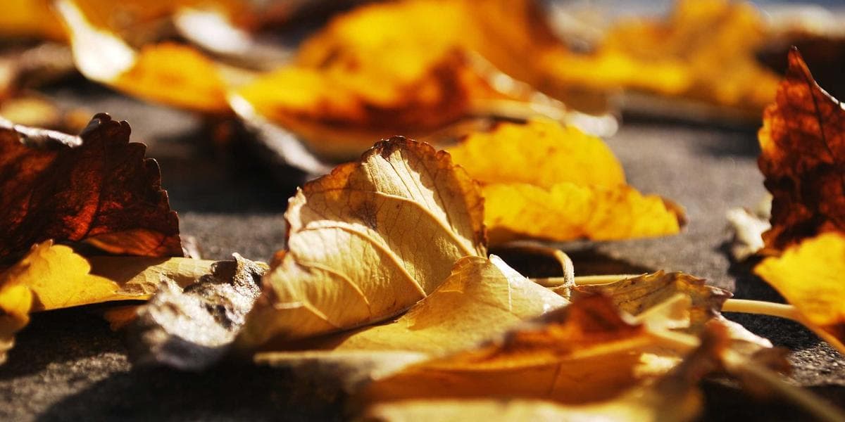 Leaf Study