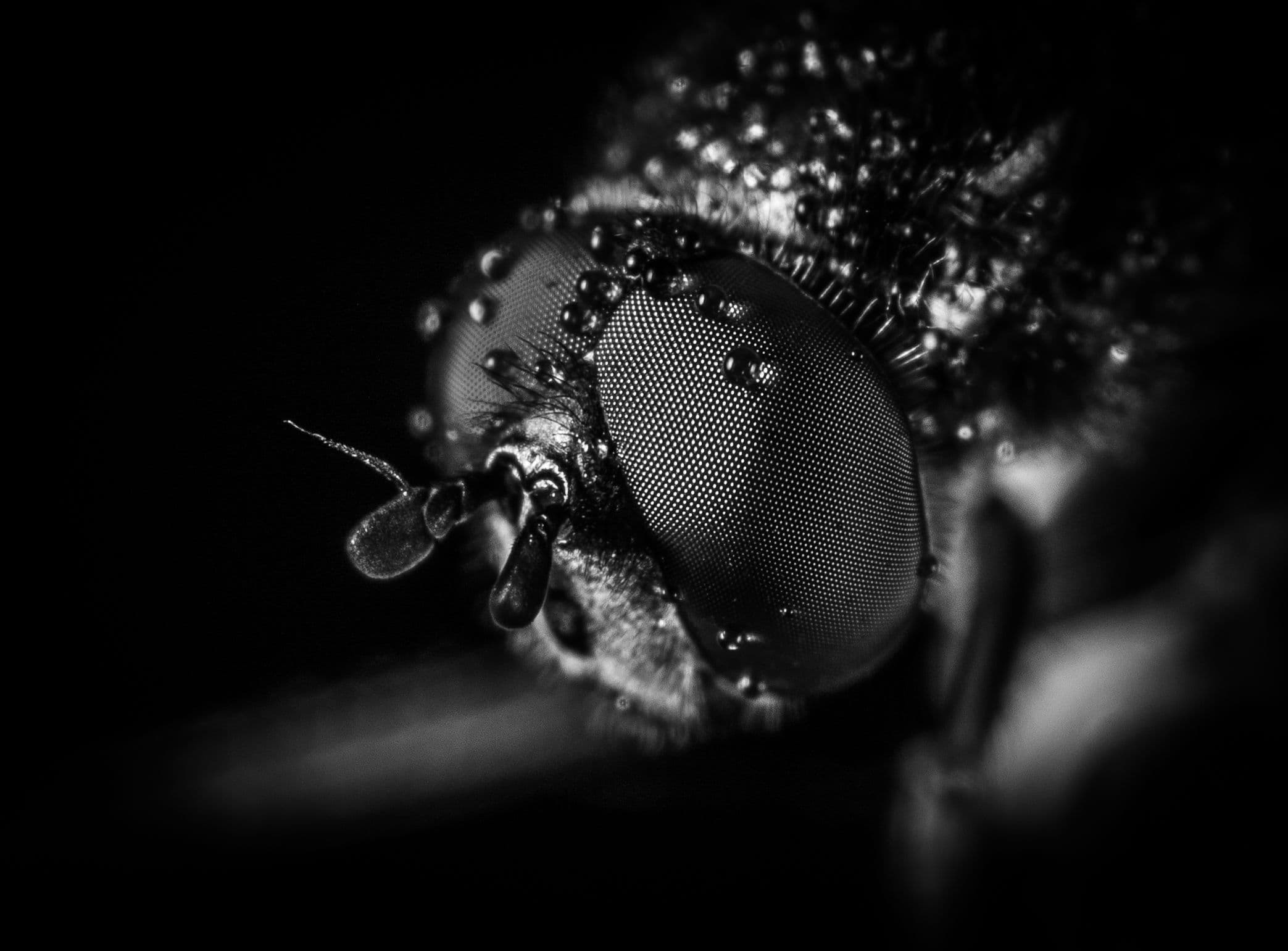 Macro