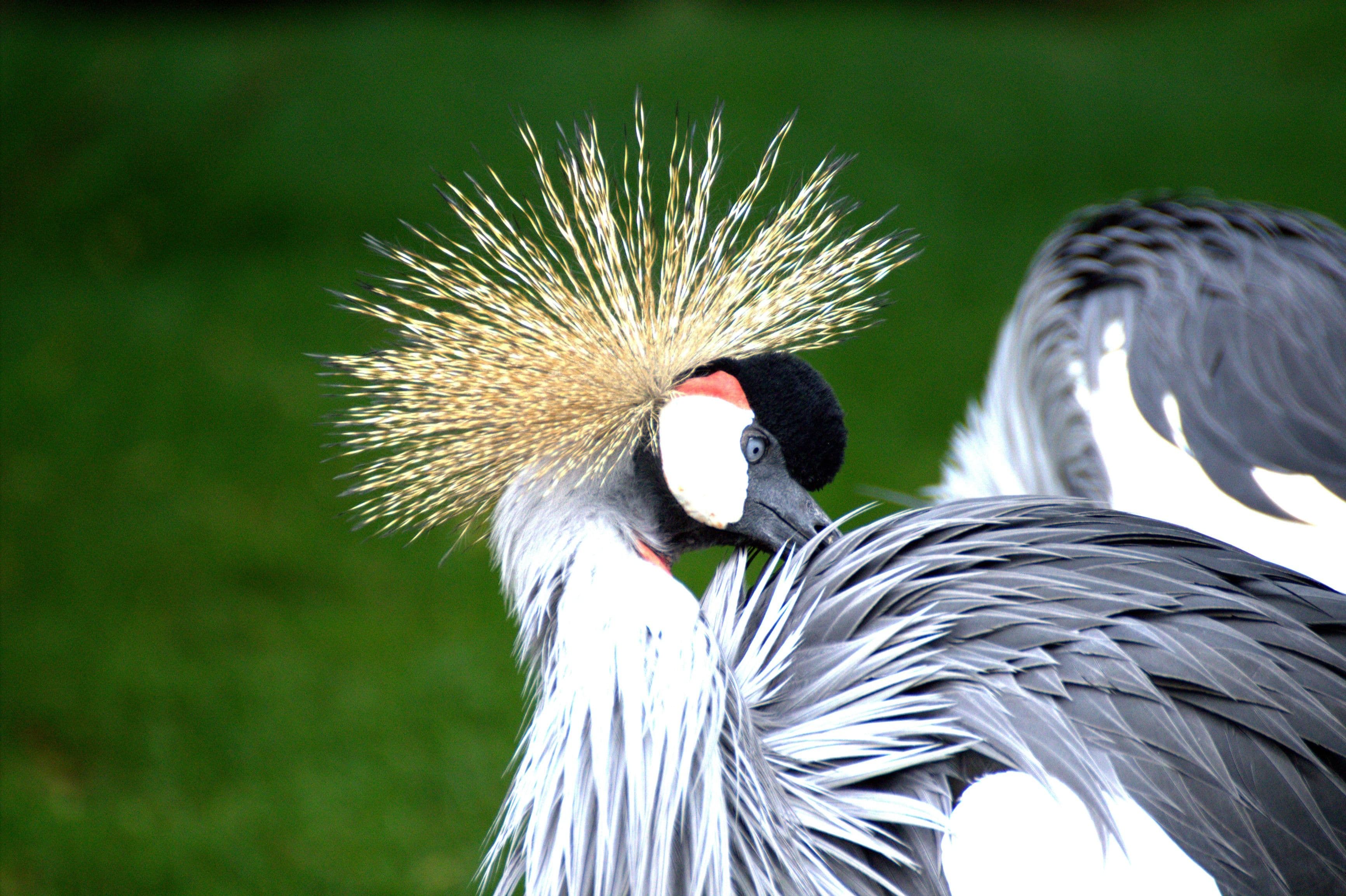 Wildlife